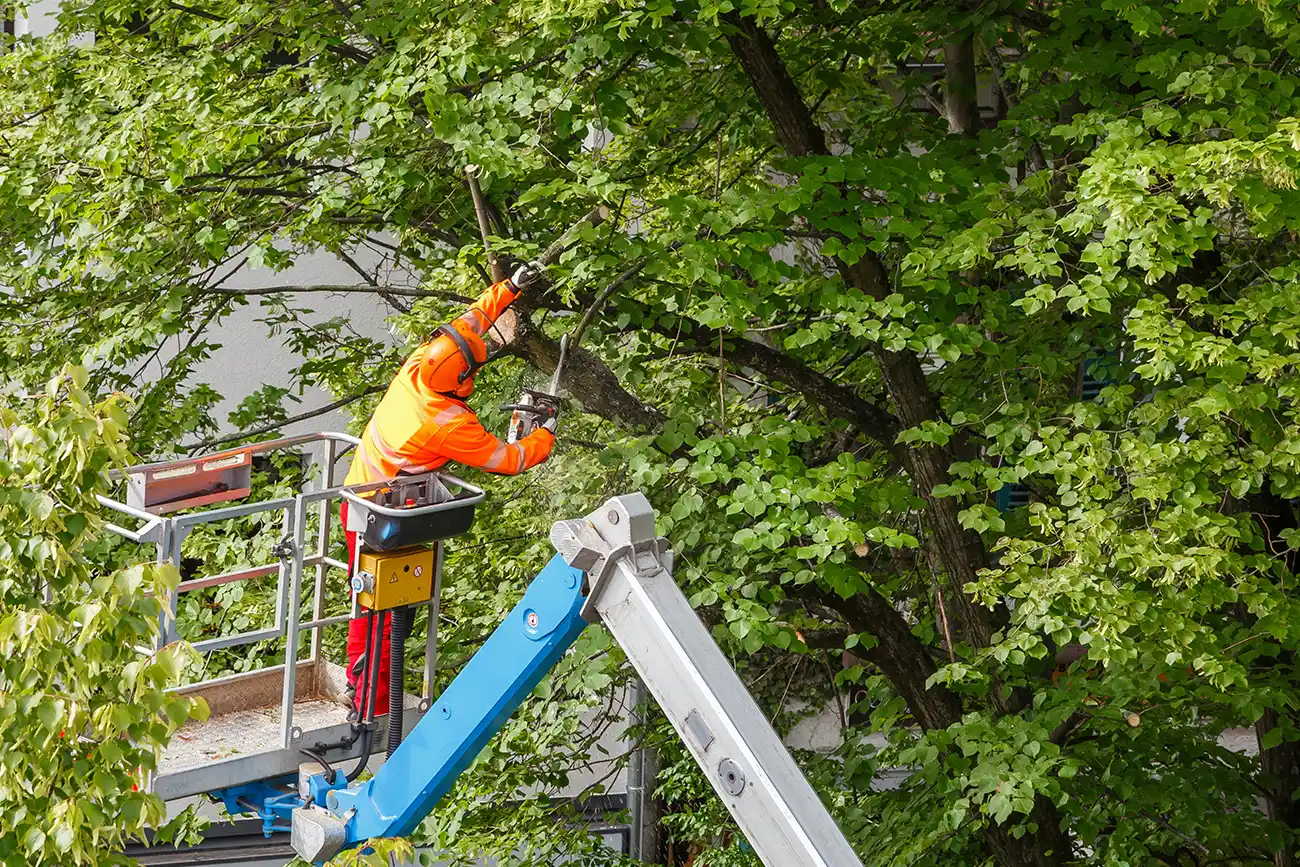 Gartenarbeiter auf Hebebühne beim Baumschnitt